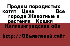 Продам породистых котят › Цена ­ 15 000 - Все города Животные и растения » Кошки   . Калининградская обл.